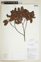 Myrica parvifolia image