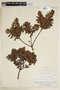 Myrica parvifolia image