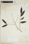 Annona xylopiifolia image