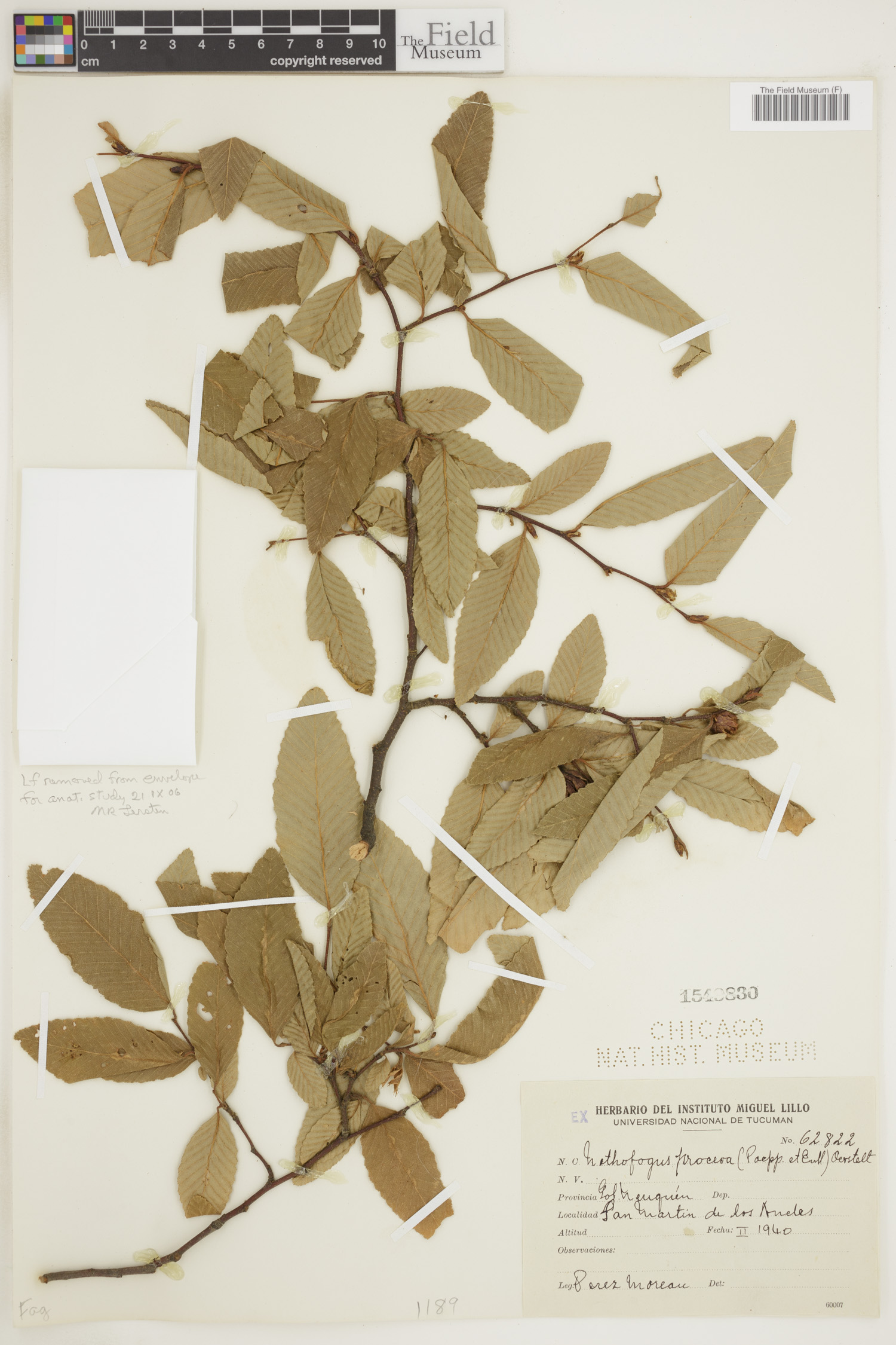 Nothofagaceae image