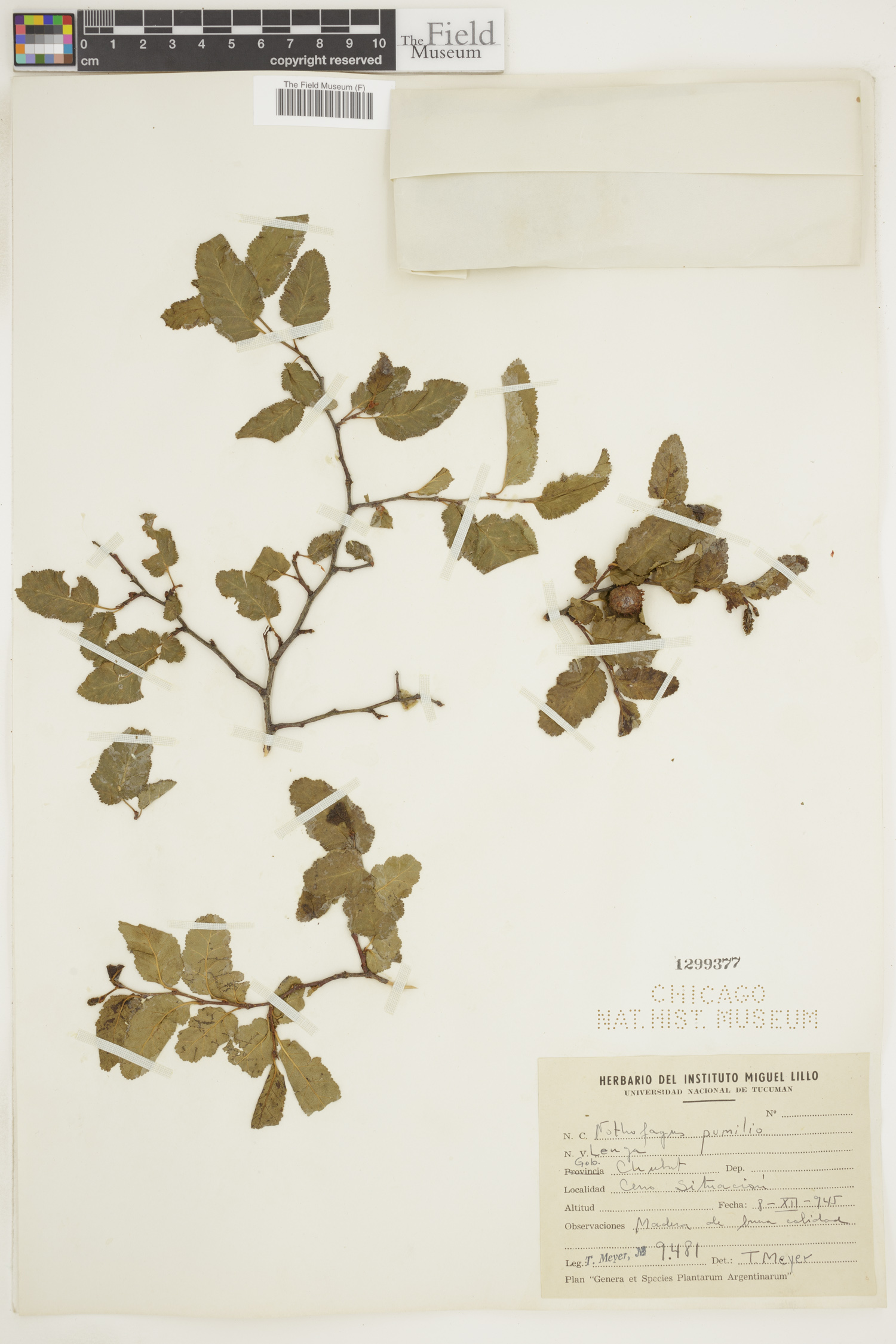 Nothofagaceae image