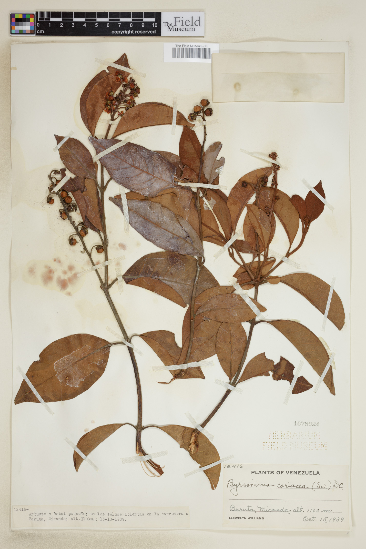 Byrsonima coriacea image