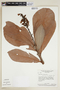 Byrsonima pachyphylla image