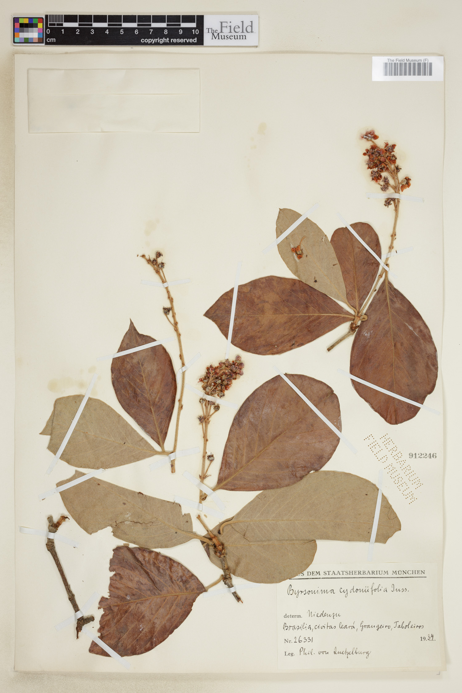 Byrsonima cydoniifolia image