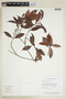Byrsonima eugeniifolia image