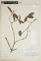 Byrsonima eugeniifolia image