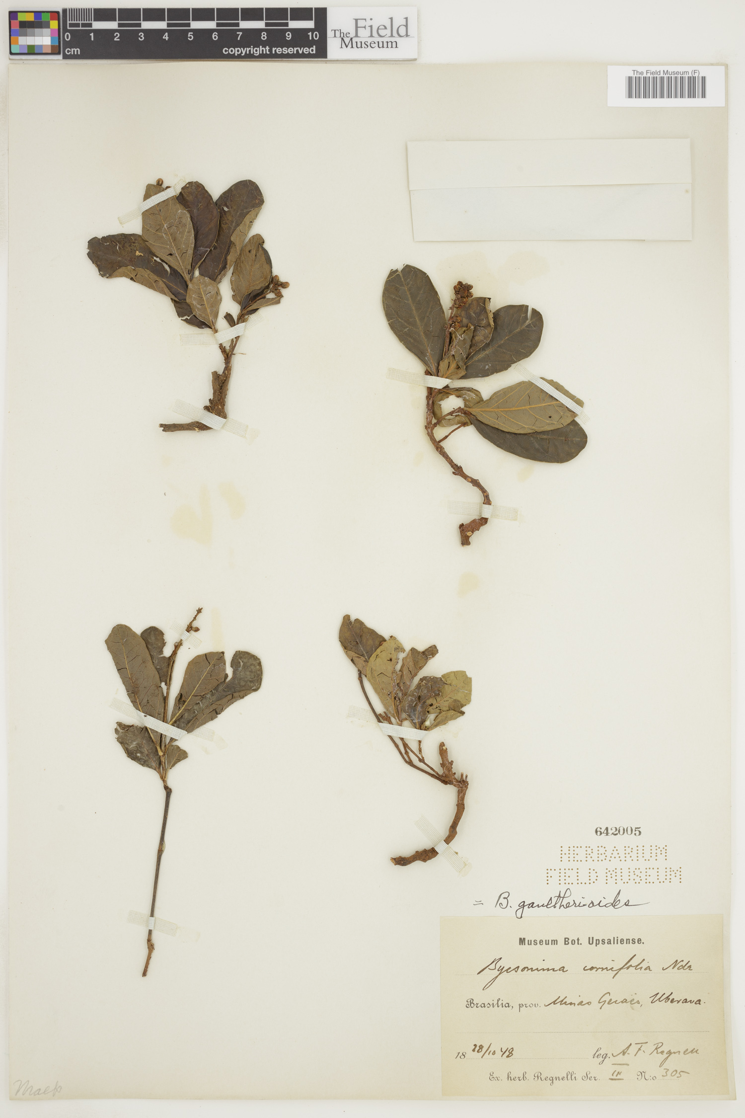 Byrsonima rigida image