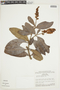 Byrsonima lancifolia image