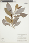 Byrsonima lancifolia image