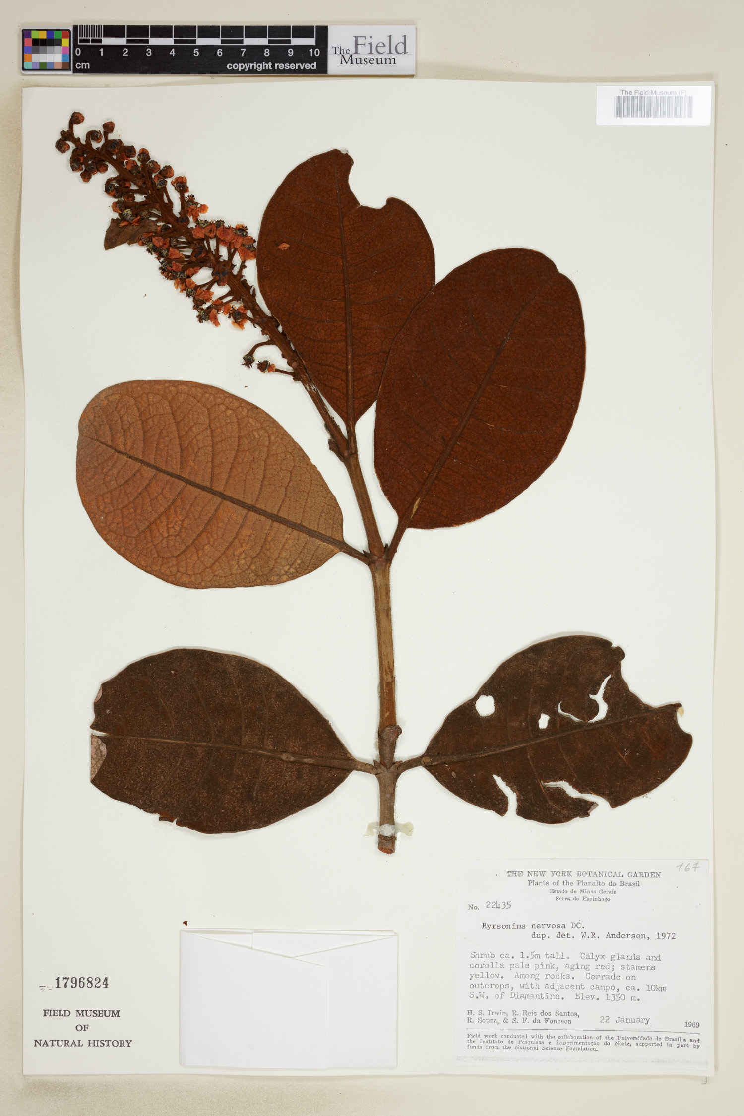 Byrsonima macrophylla image