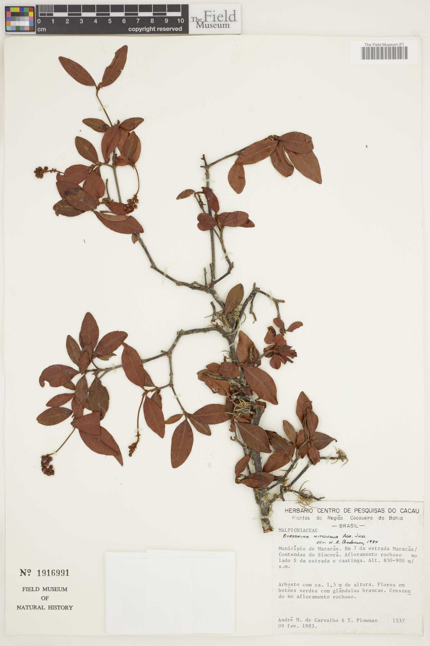 Byrsonima nitidifolia image