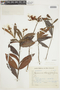 Byrsonima oblongifolia image