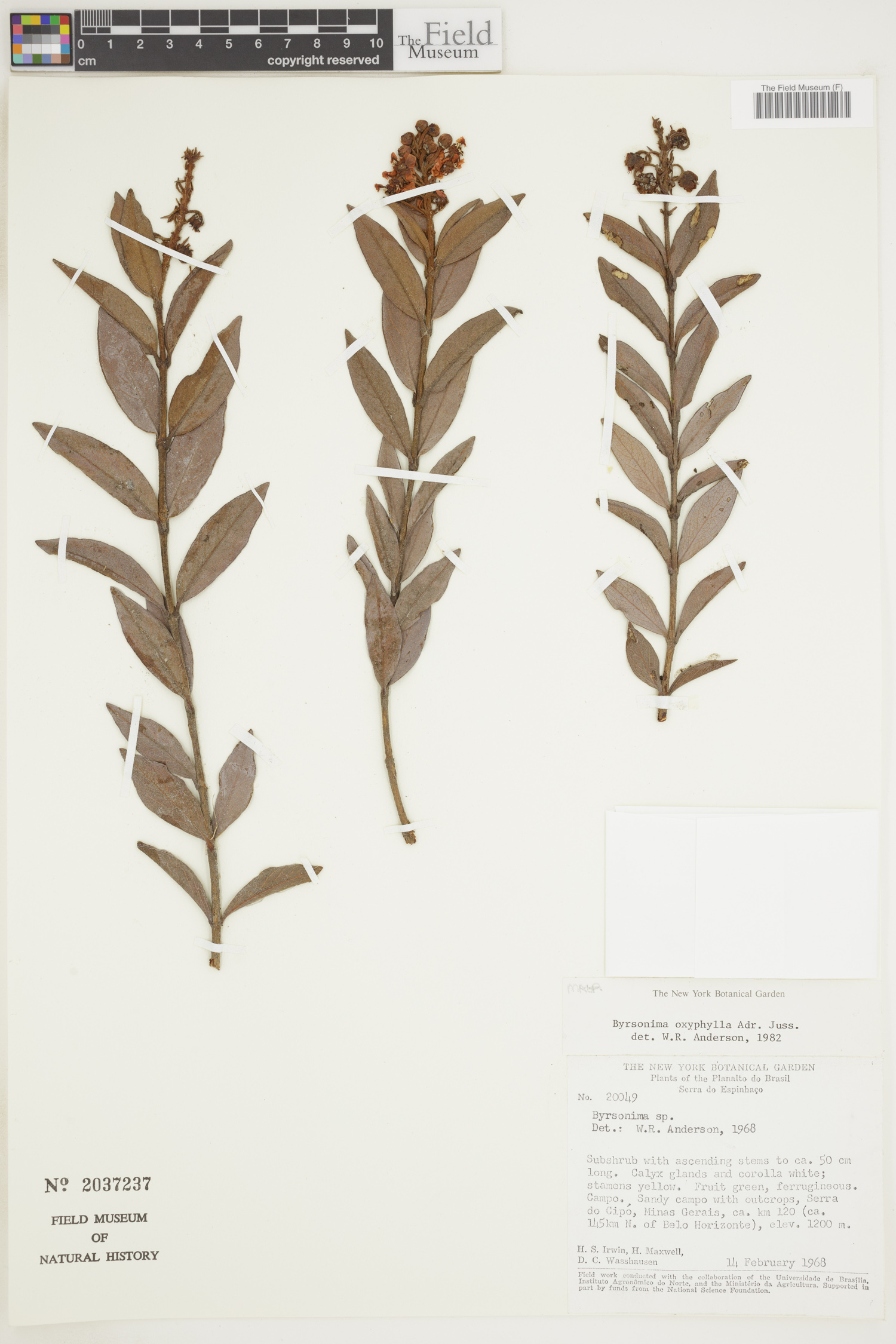 Byrsonima oxyphylla image