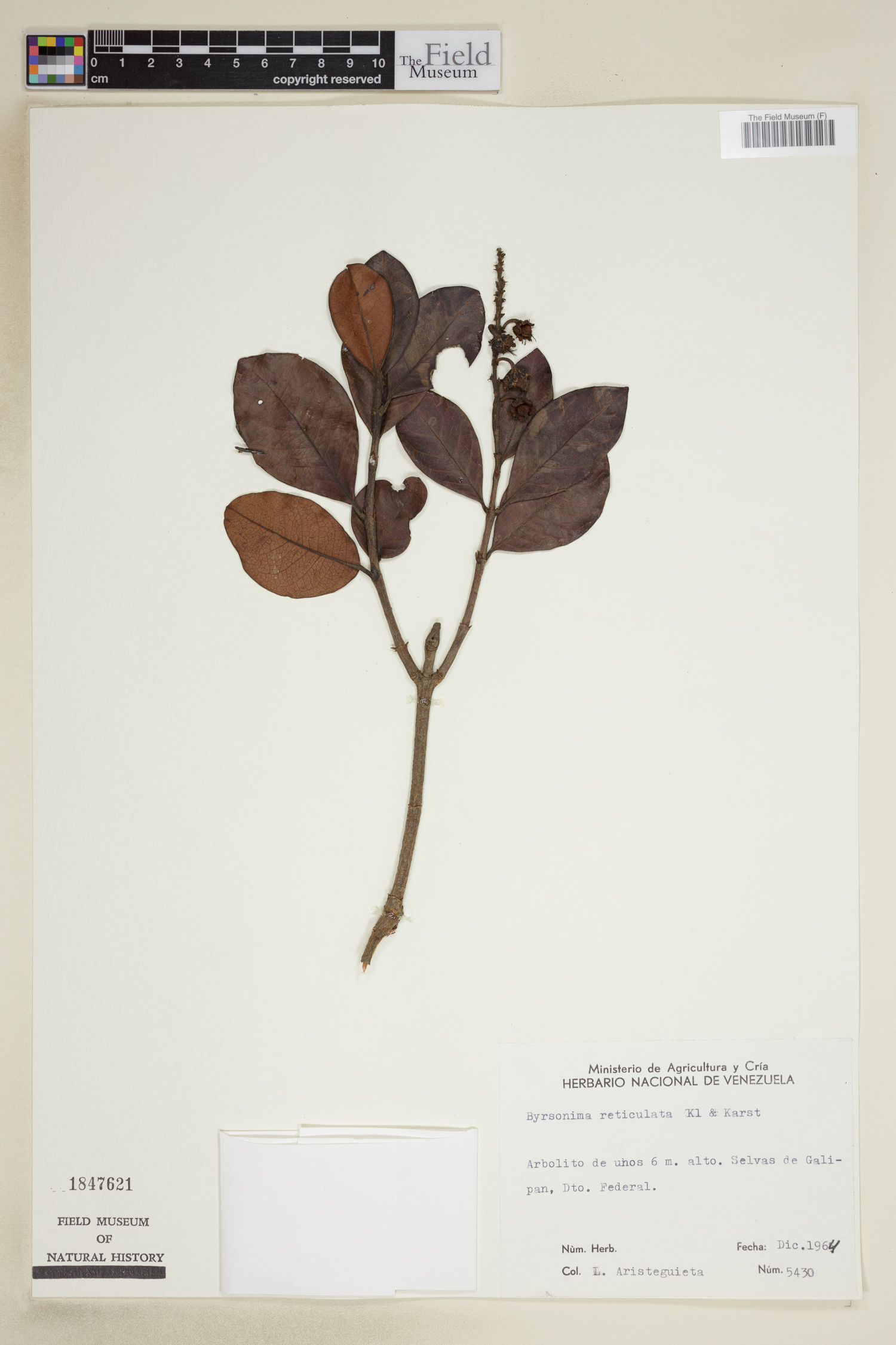 Byrsonima reticulata image