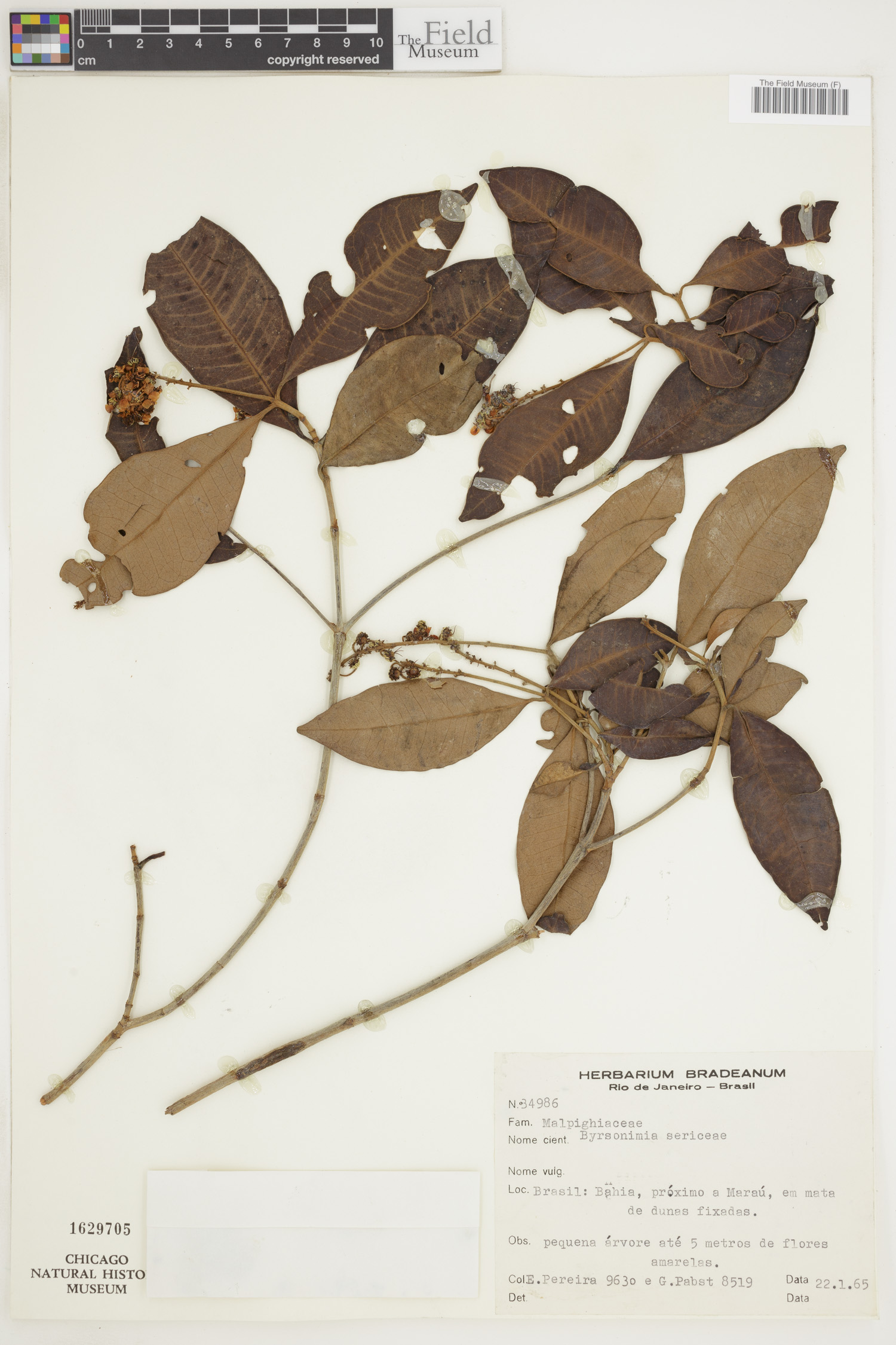 Byrsonima sericea image