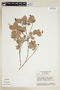 Byrsonima triopterifolia image