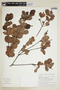 Byrsonima triopterifolia image