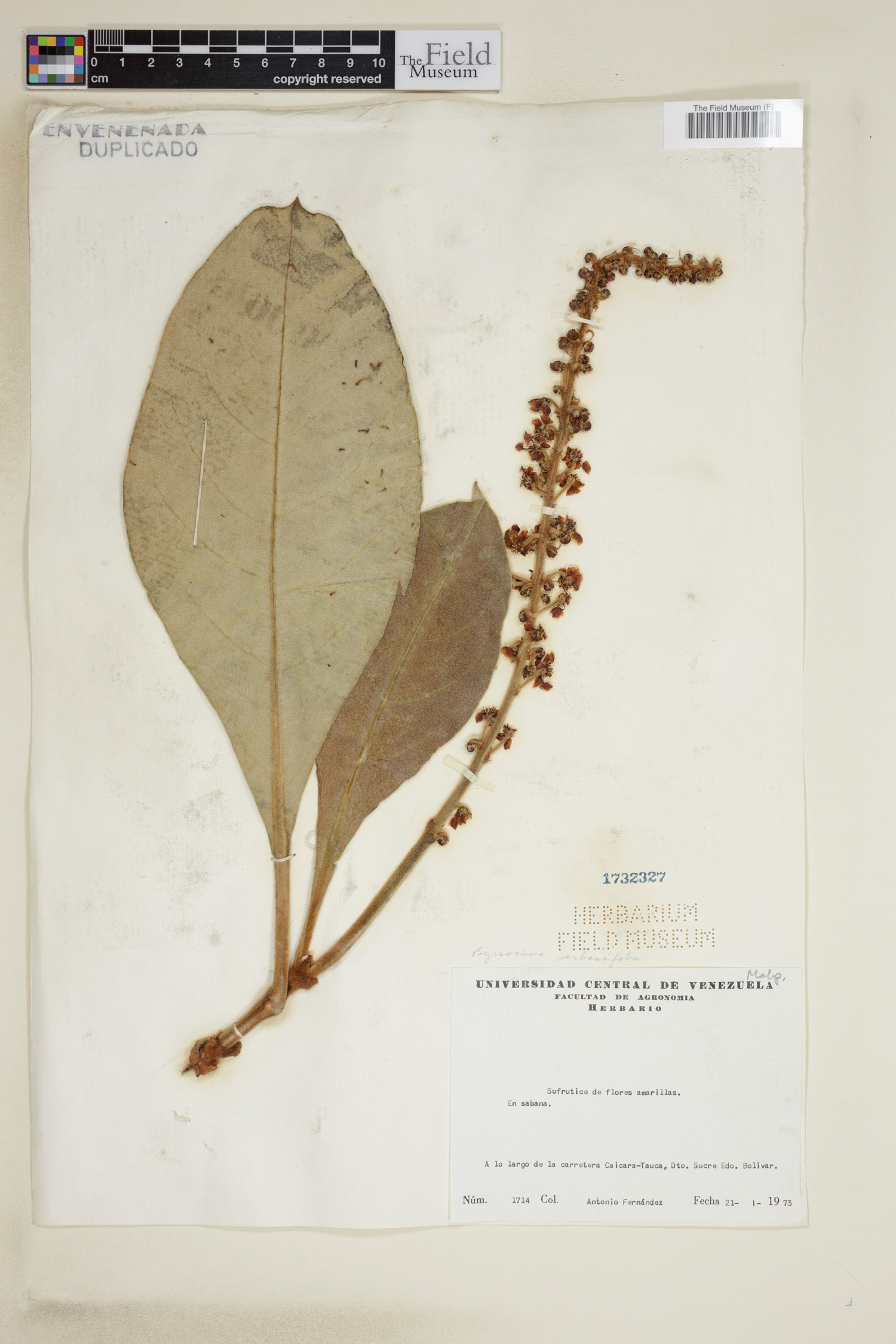 Byrsonima verbascifolia image