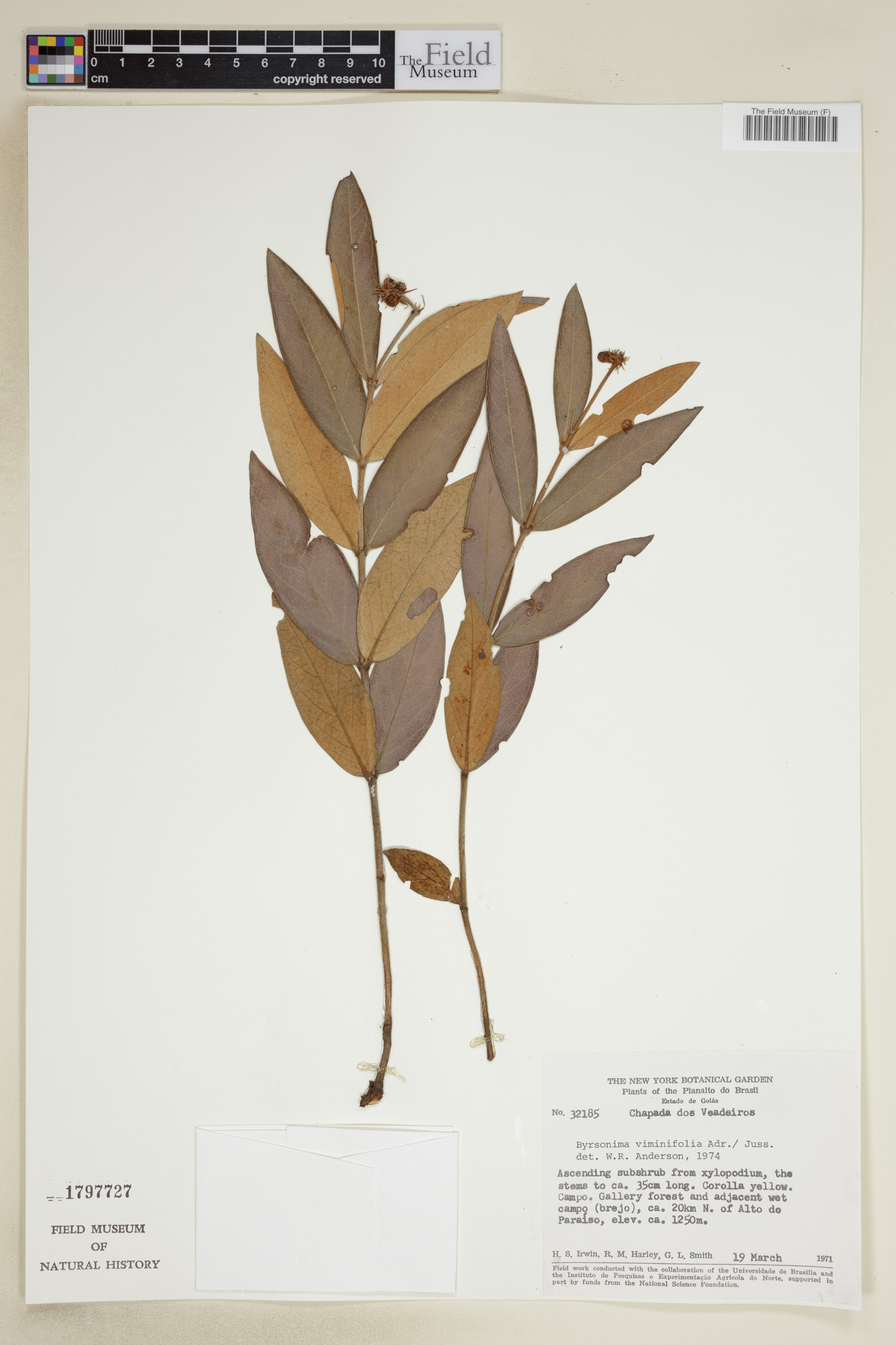 Byrsonima viminifolia image