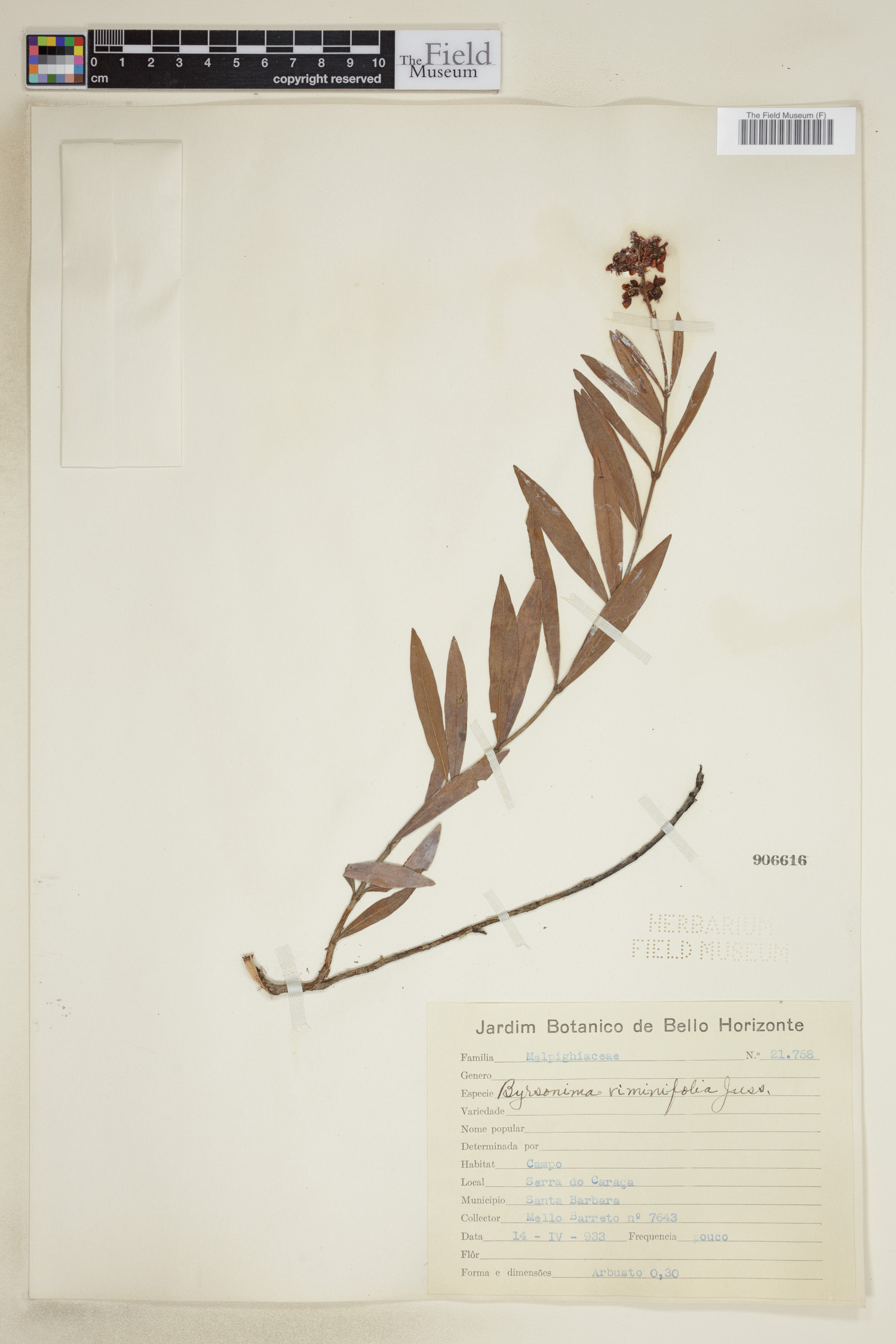 Byrsonima viminifolia image