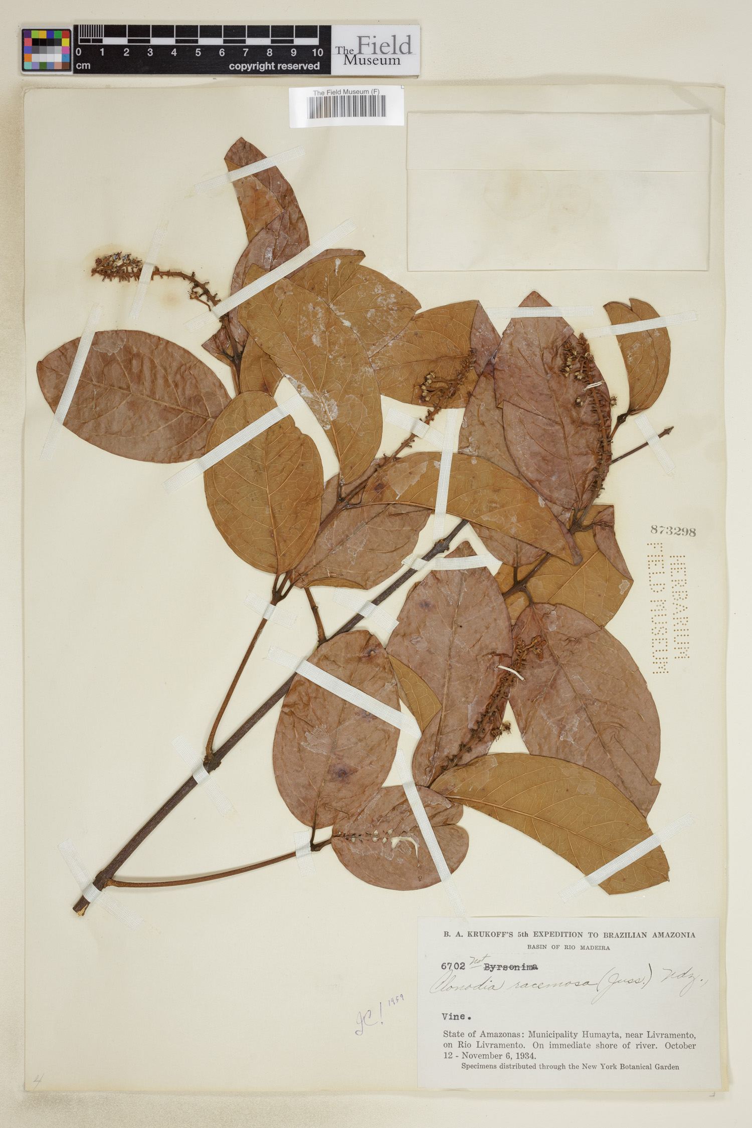 Heteropterys racemosa image