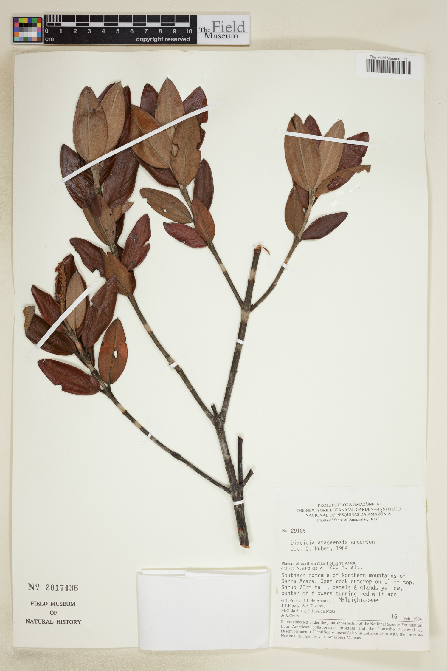 Diacidia aracaensis image