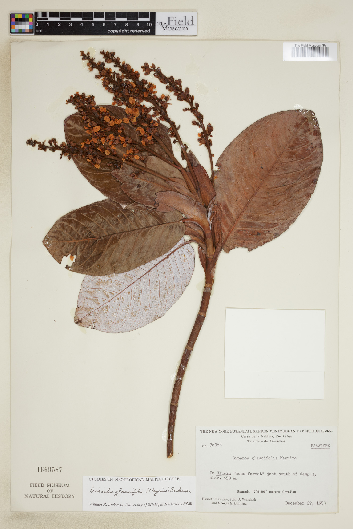 Diacidia glaucifolia image