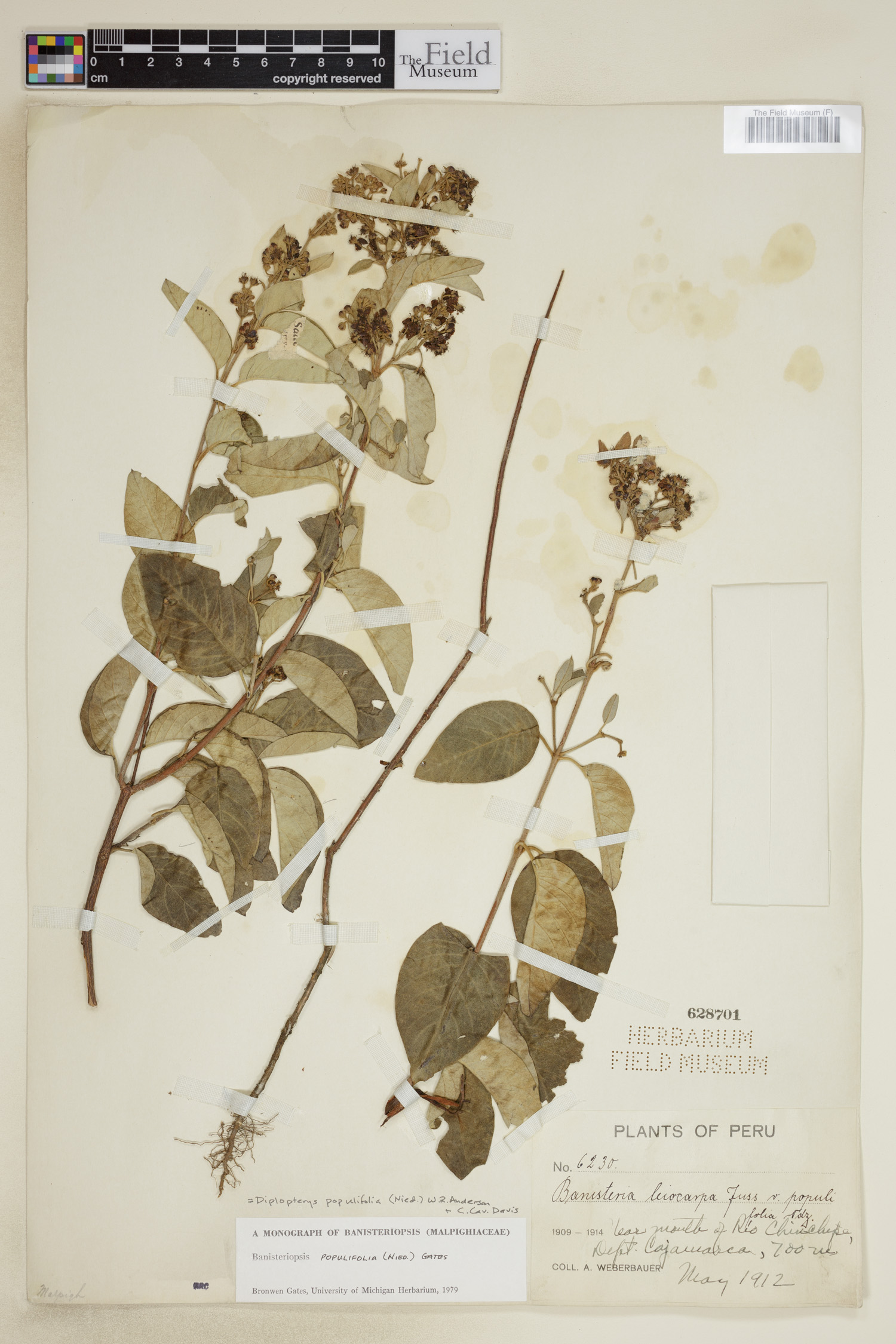 Diplopterys populifolia image