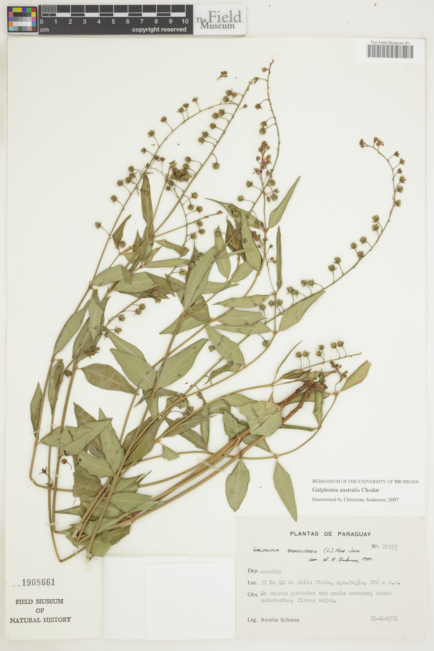 Galphimia australis image