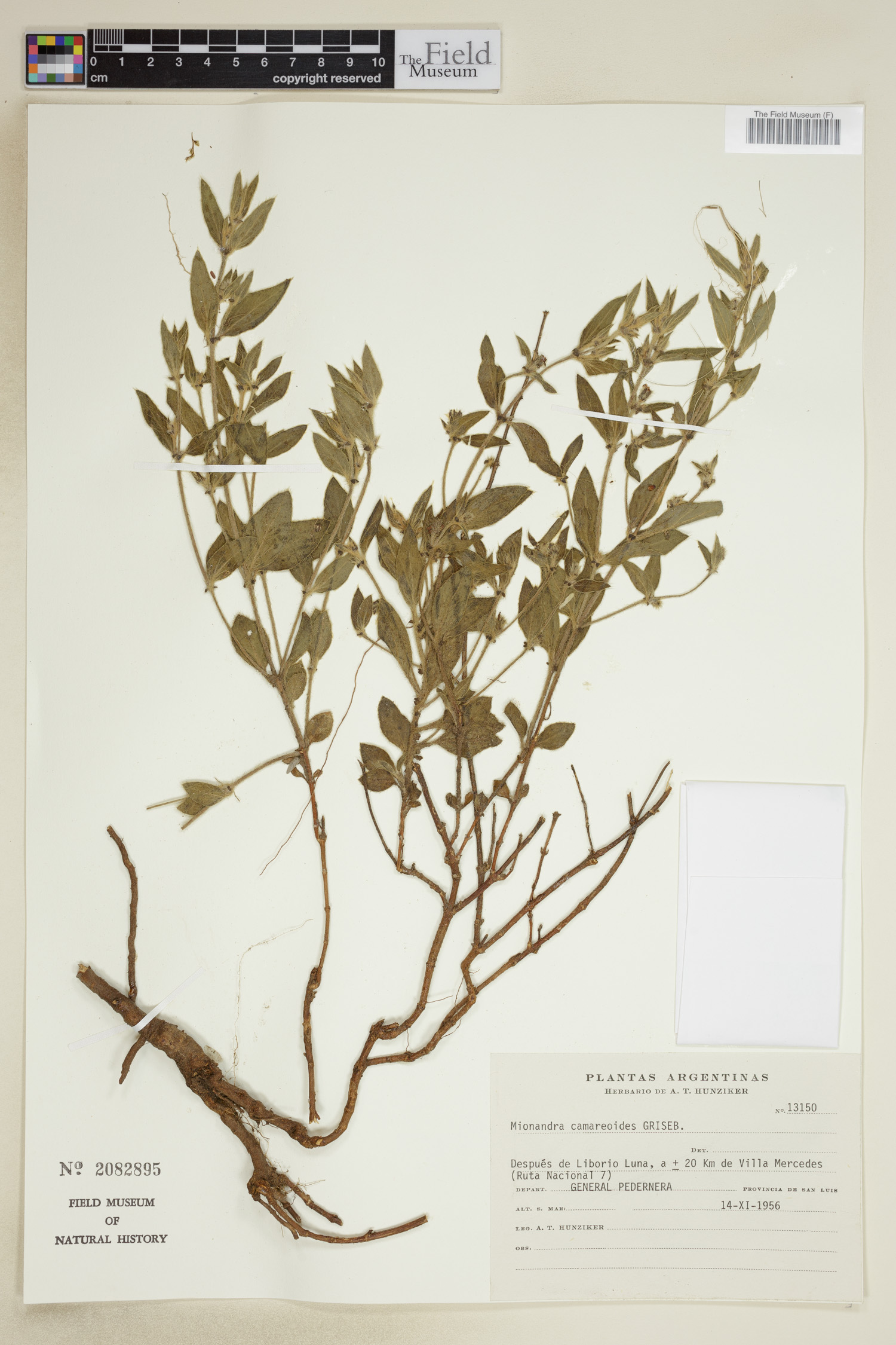 Mionandra image