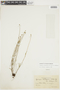 Peregrina linearifolia image