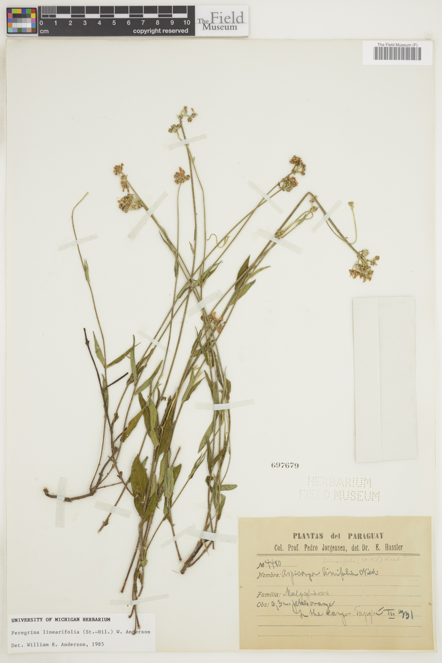 Peregrina linearifolia image
