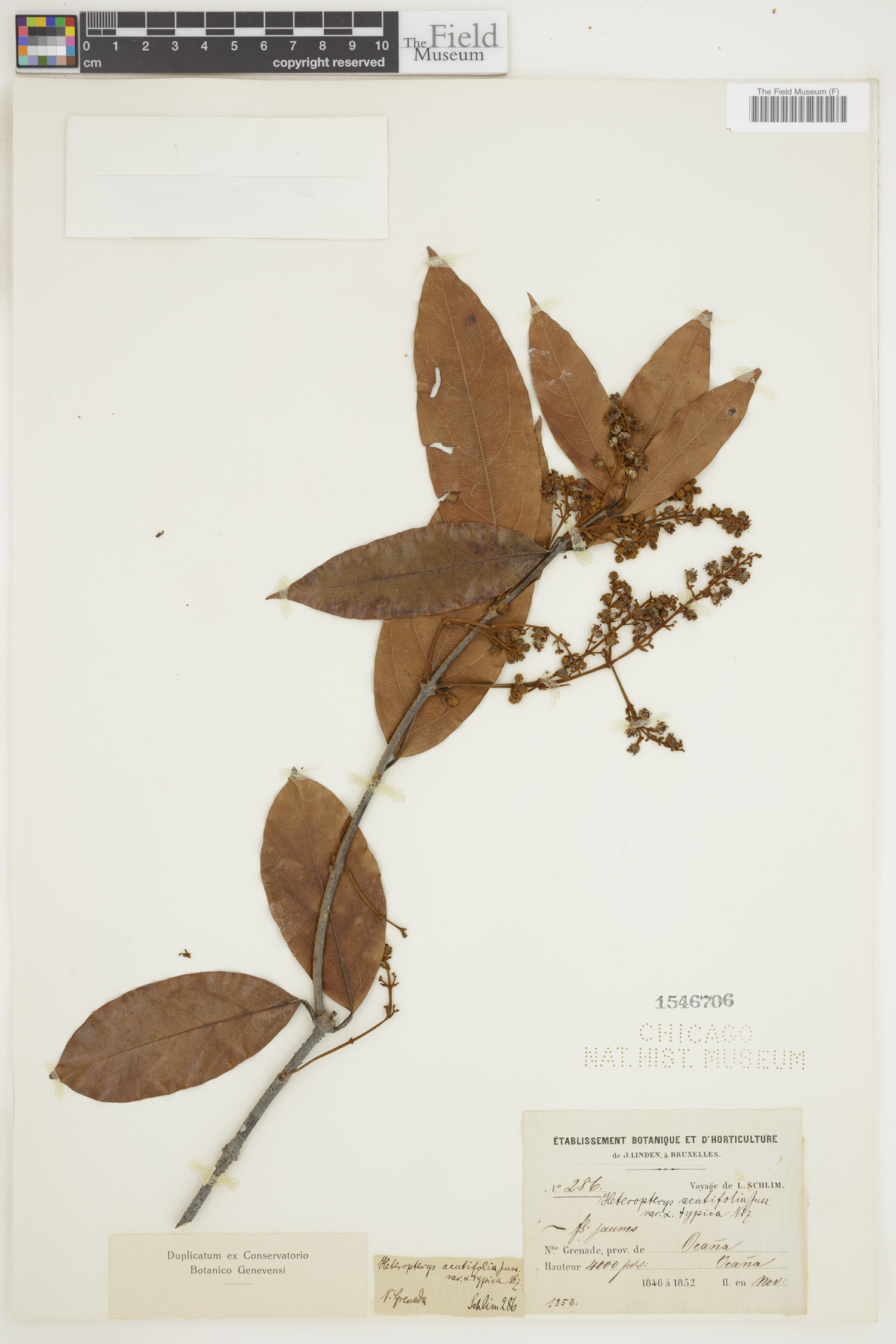 Heteropterys orinocensis image