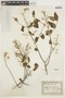 Heteropterys banksiifolia image