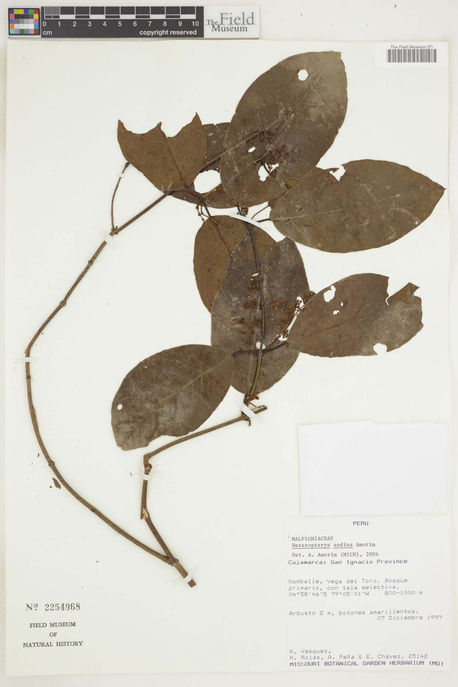Heteropterys andina image