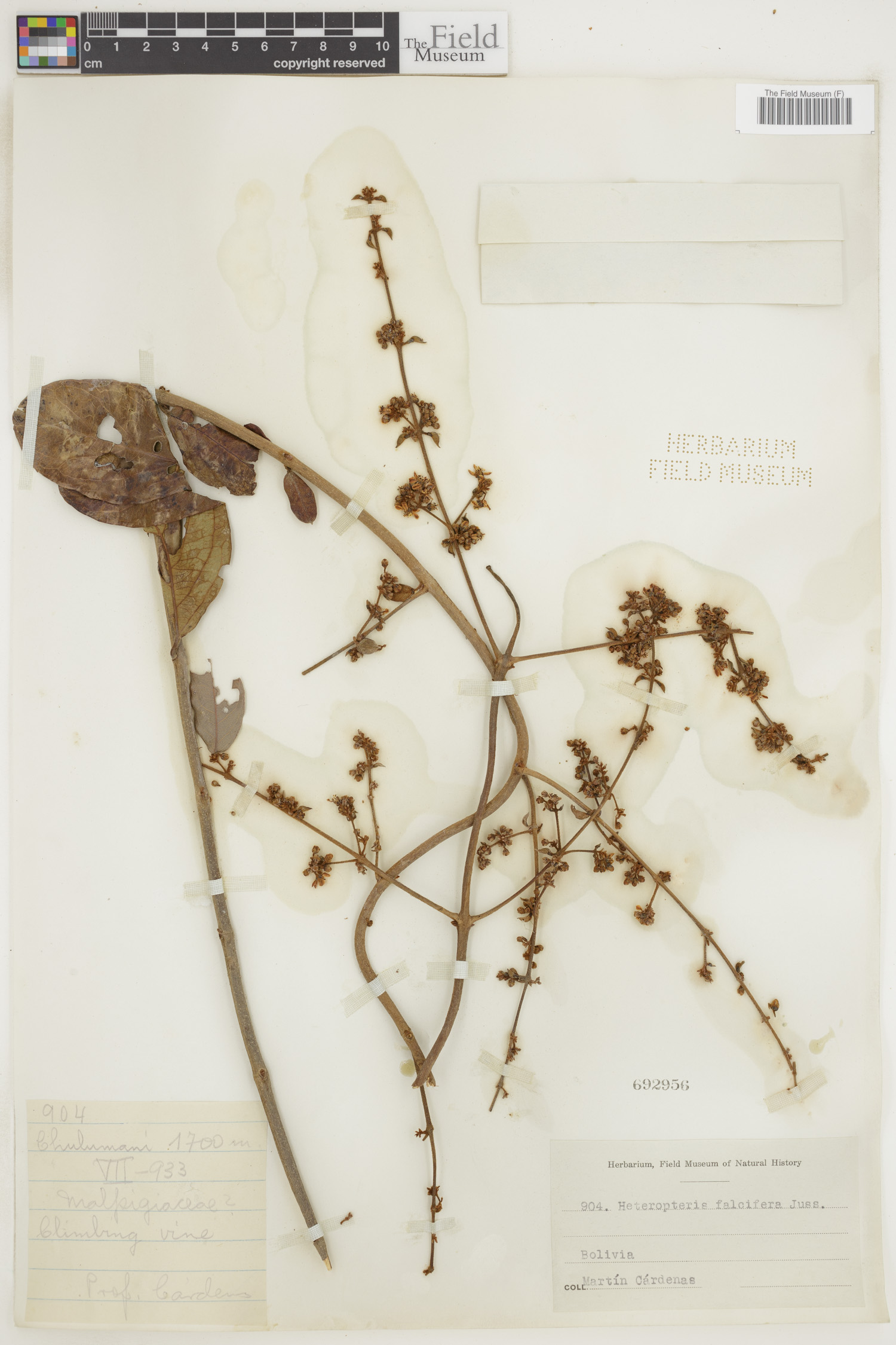Heteropterys falcifera image