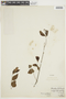 Heteropterys syringifolia image