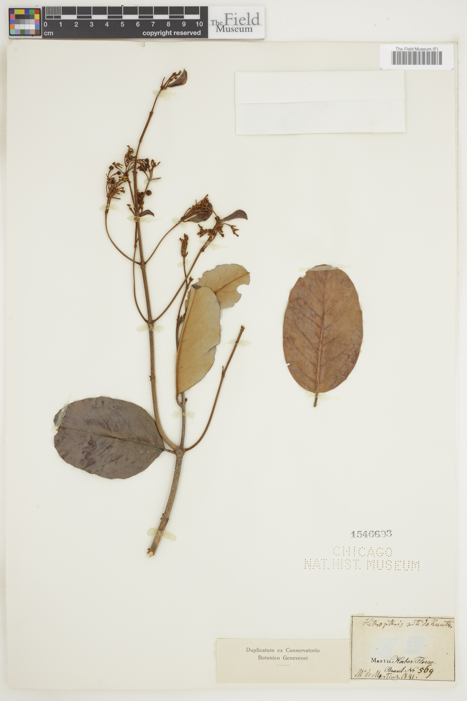 Heteropterys nitida image