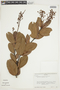 Heteropterys oblongifolia image