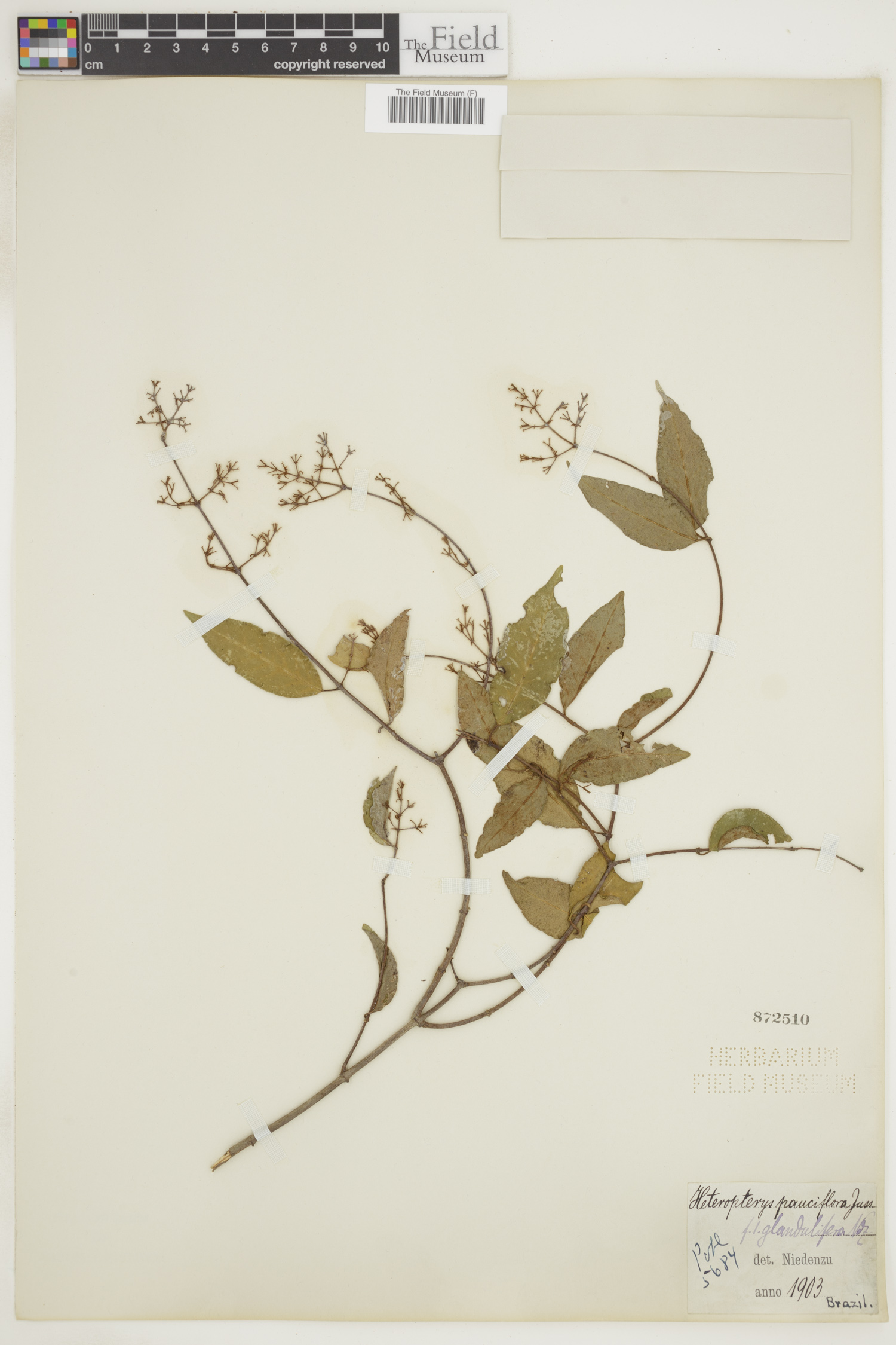 Heteropterys pauciflora image
