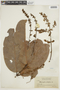 Heteropterys platyptera image