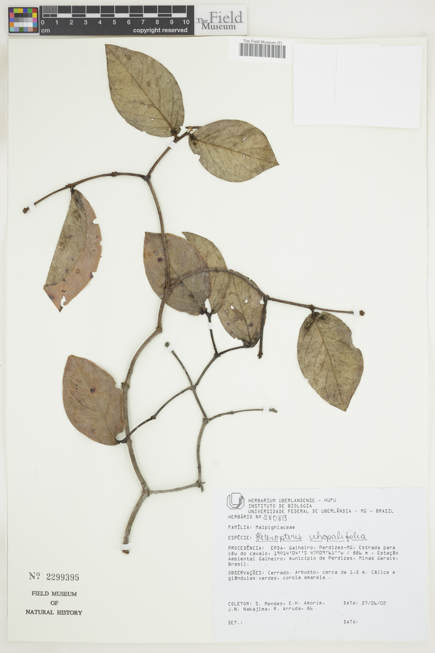 Heteropterys prunifolia image