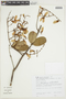 Heteropterys escalloniifolia image