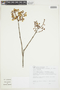 Heteropterys escalloniifolia image