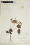 Heteropterys syringifolia image