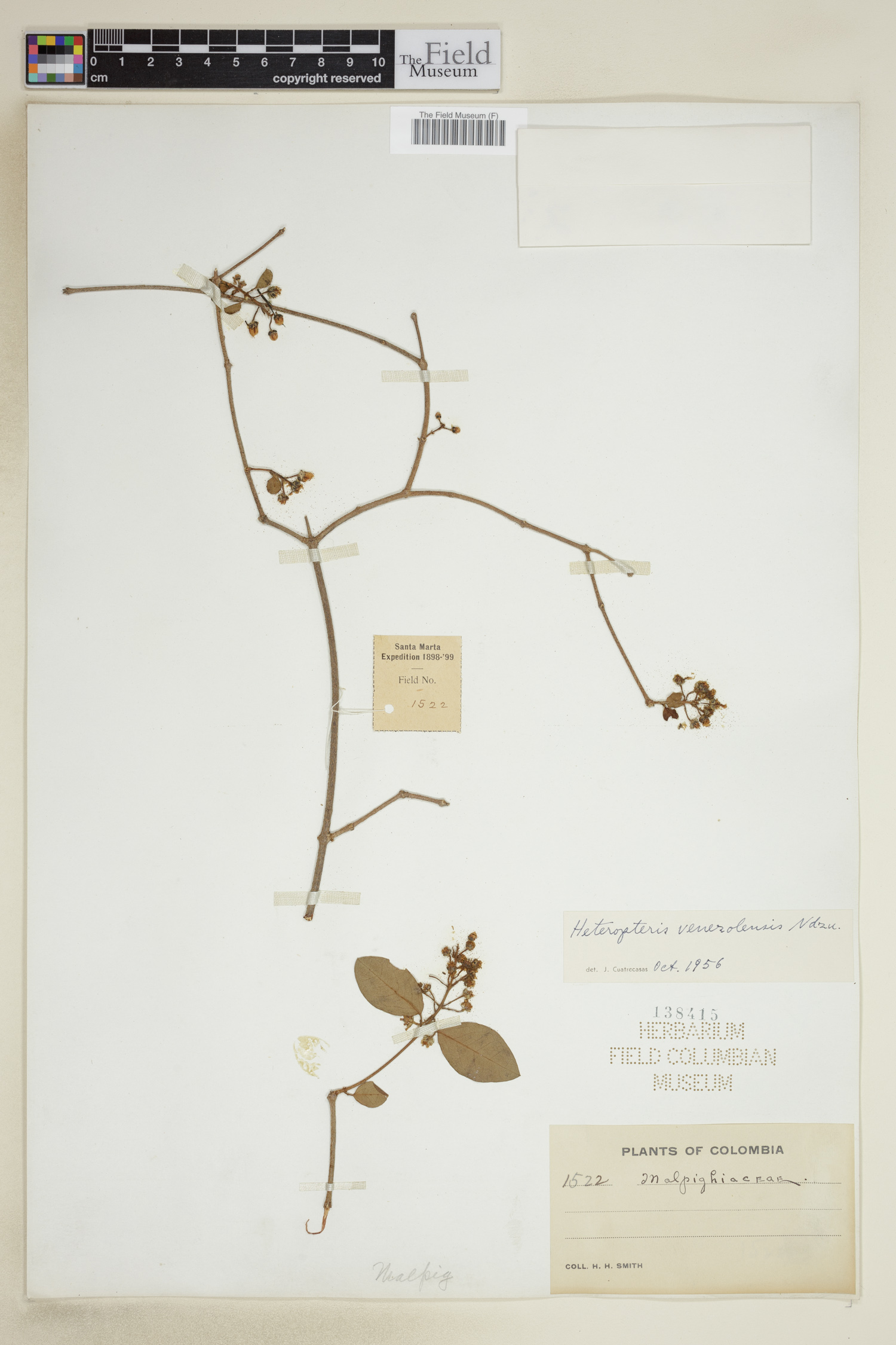 Heteropterys prunifolia image