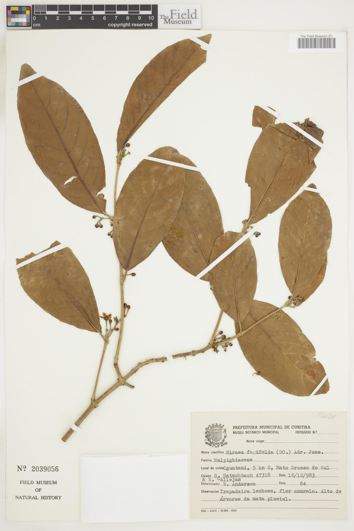 Hiraea fagifolia image