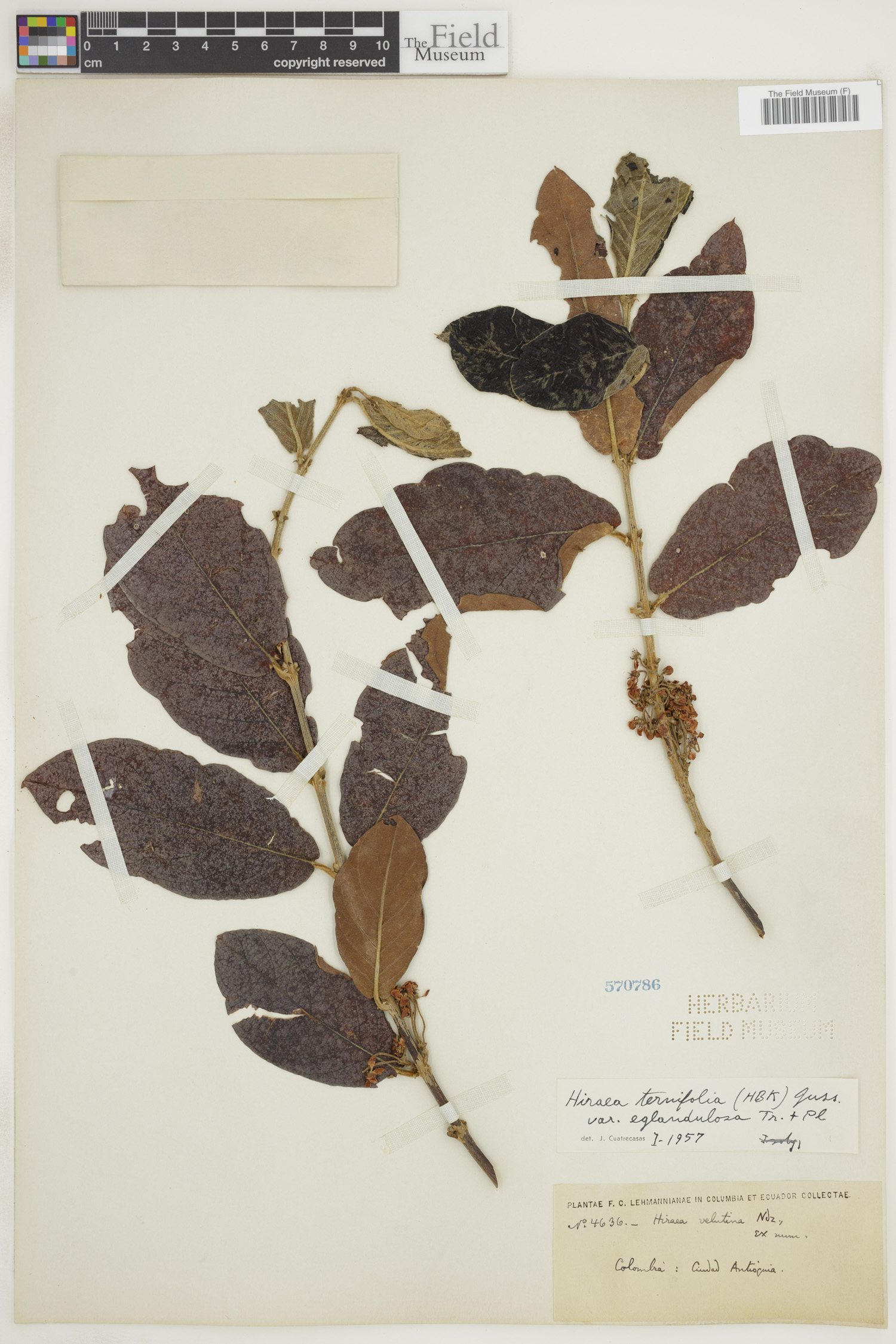Hiraea ternifolia image