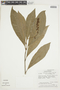 Lophanthera longifolia image