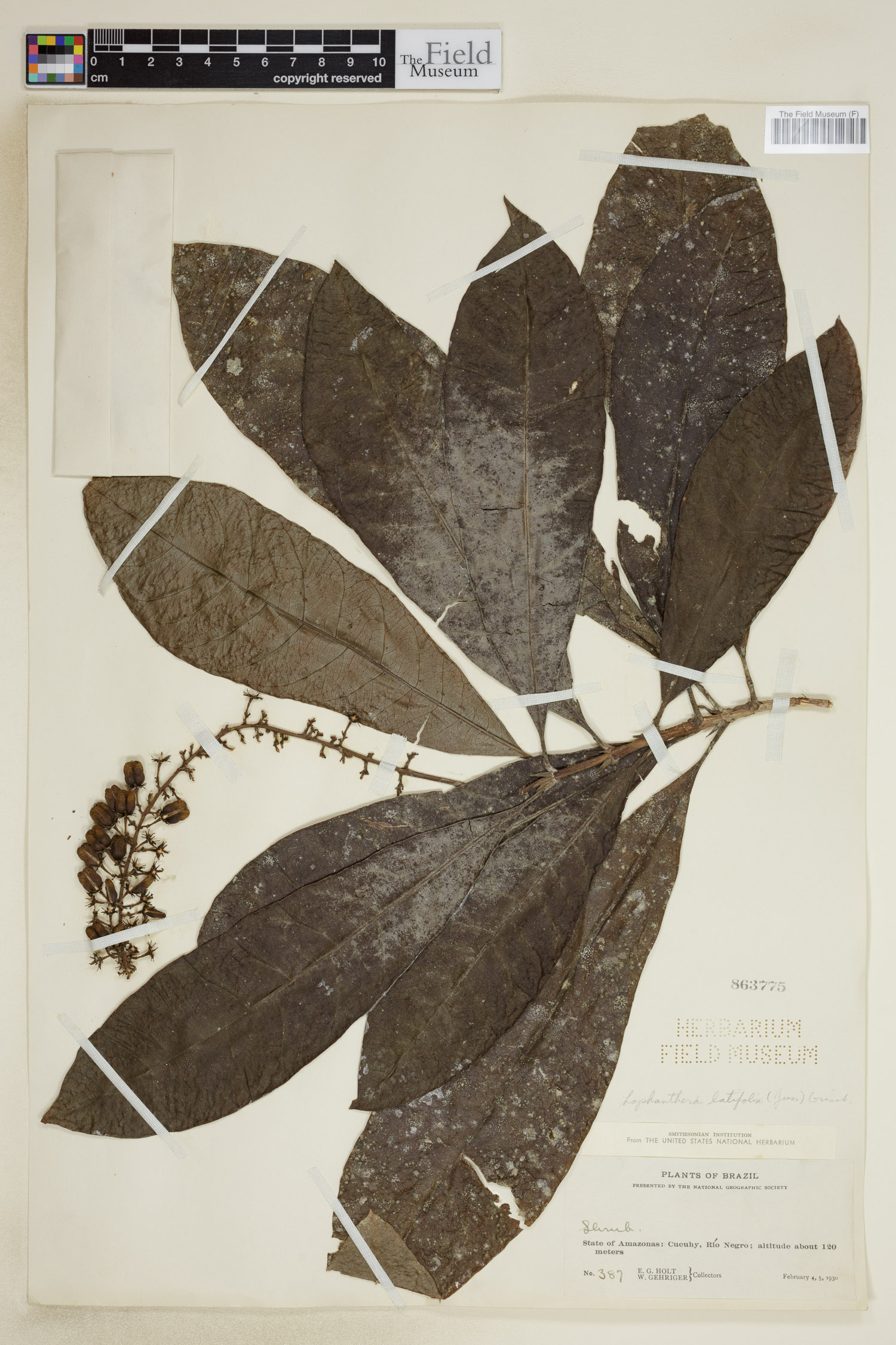 Lophanthera thumbnail